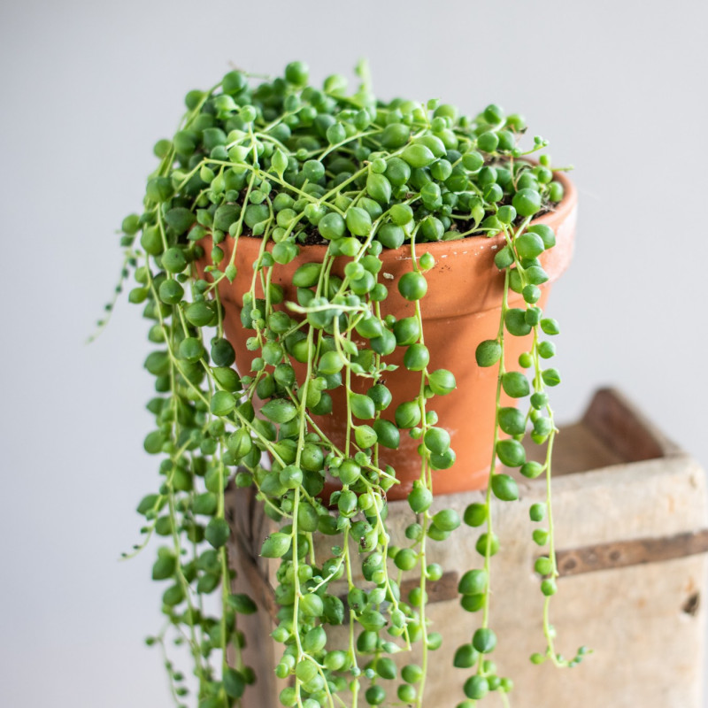 Starzec Rowleya (Senecio rowleyana)