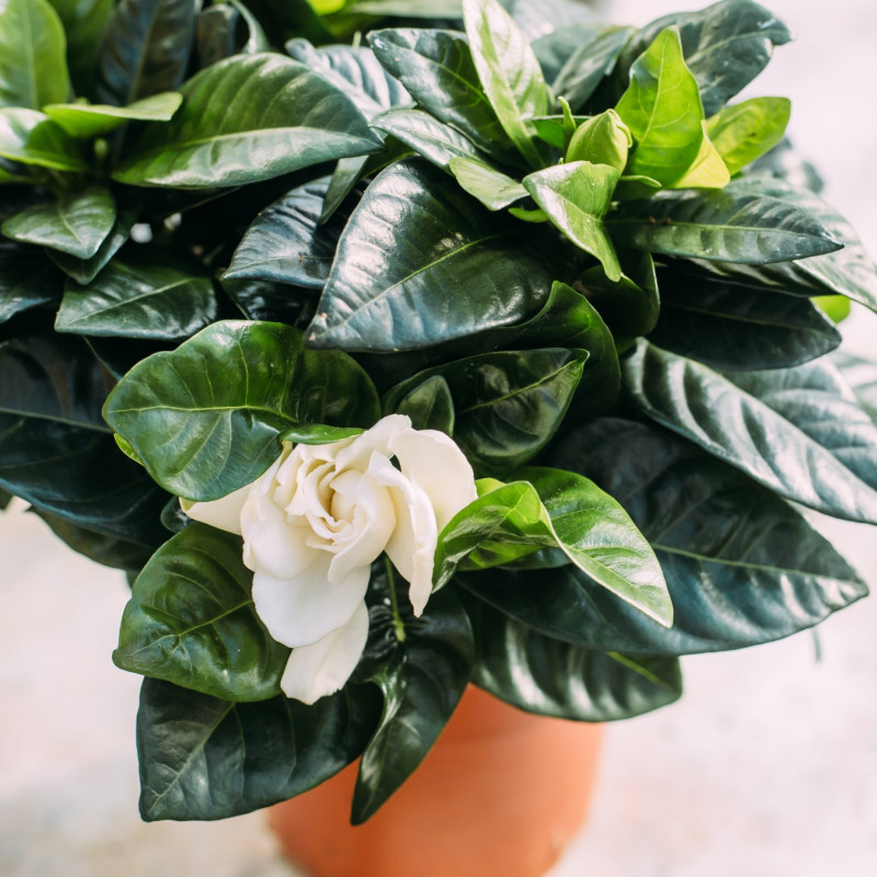 Gardenia jaśminowata (Gardenia jasminoides)