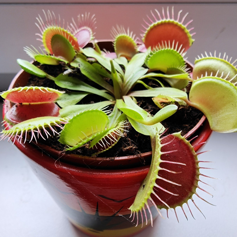 Muchołówka amerykańska (Dionaea muscipula)