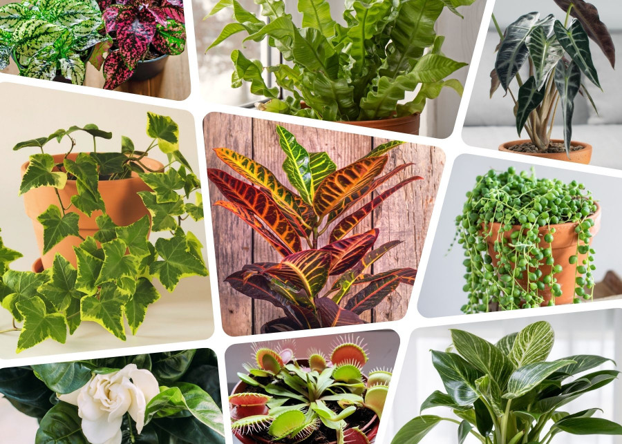 10 najgorszych roślin domowych do kupienia w sklepach