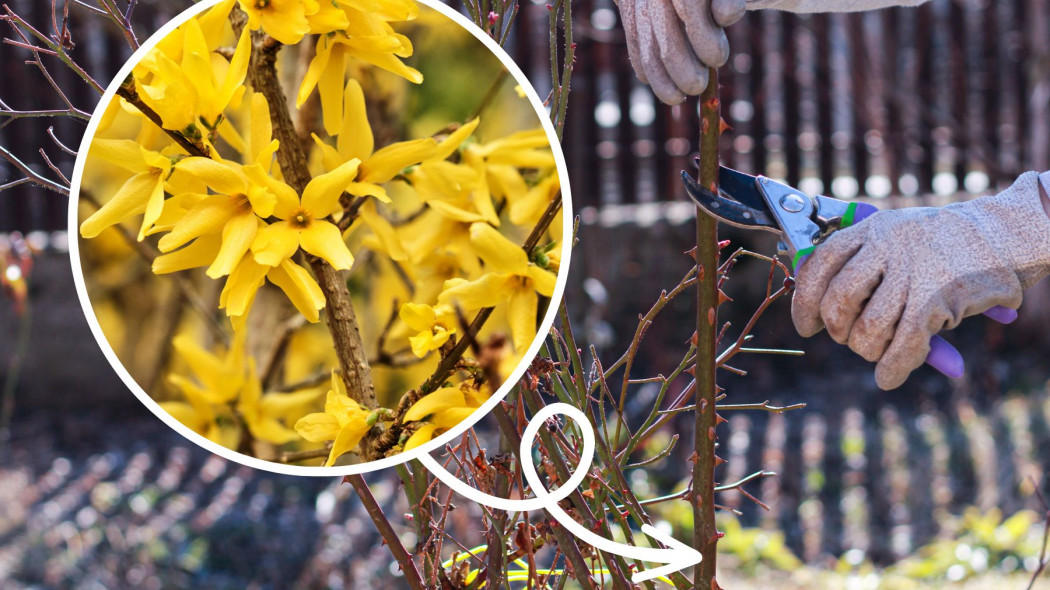 Wiosenne cięcie róż wykonaj kiedy kwitną forsycje. Natura podpowie, kiedy jest najlepszy termin