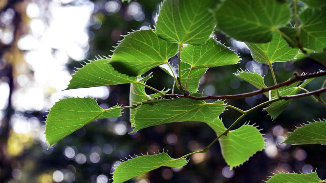 Lipa Henry'ego Tilia henryana Henry's lime, fot. AdobeStock