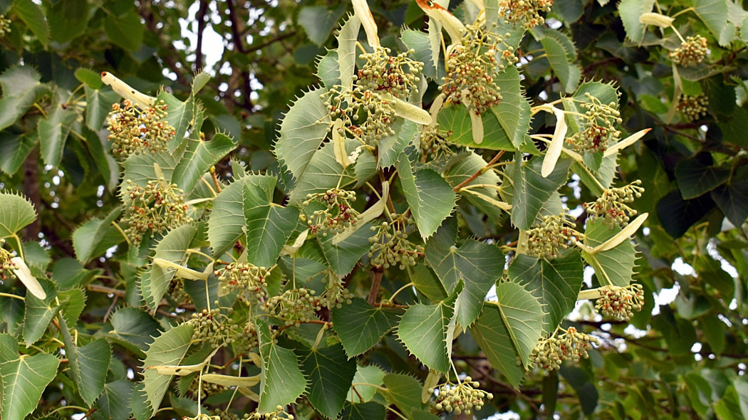 Lipa Henry'ego Tilia henryana Henry's lime, fot. AdobeStock