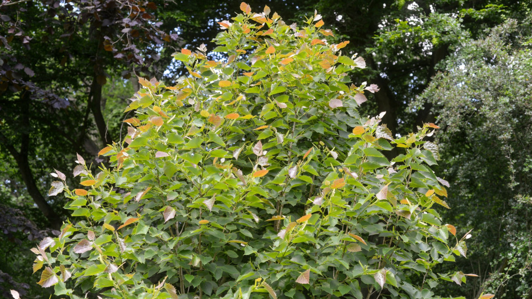 Lipa Henry'ego (Tilia henryana)