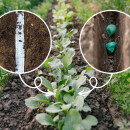 Odkryj sekrety obfitych plonów: 20 warzyw idealnych do ogrodu i dwie nowoczesne metody uprawy