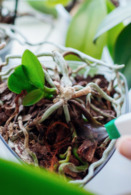 Rozmnażanie storczyków z liścia lub korzenia – sposób dla doświadczonych czy mit?