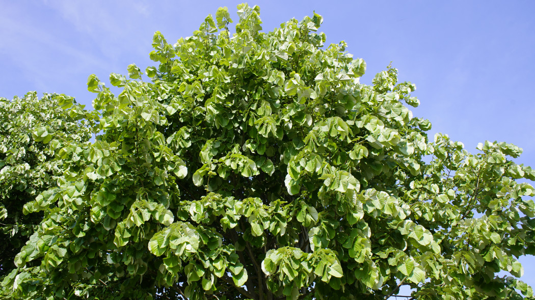 Lipa stebrzysta Tilia tomentosa