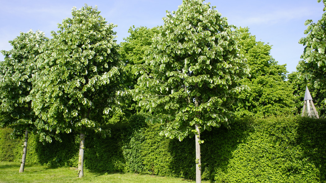 Lipa stebrzysta Tilia tomentosa