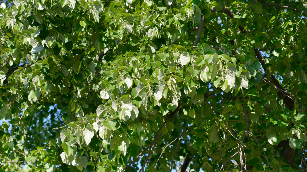 Lipa stebrzysta Tilia tomentosa