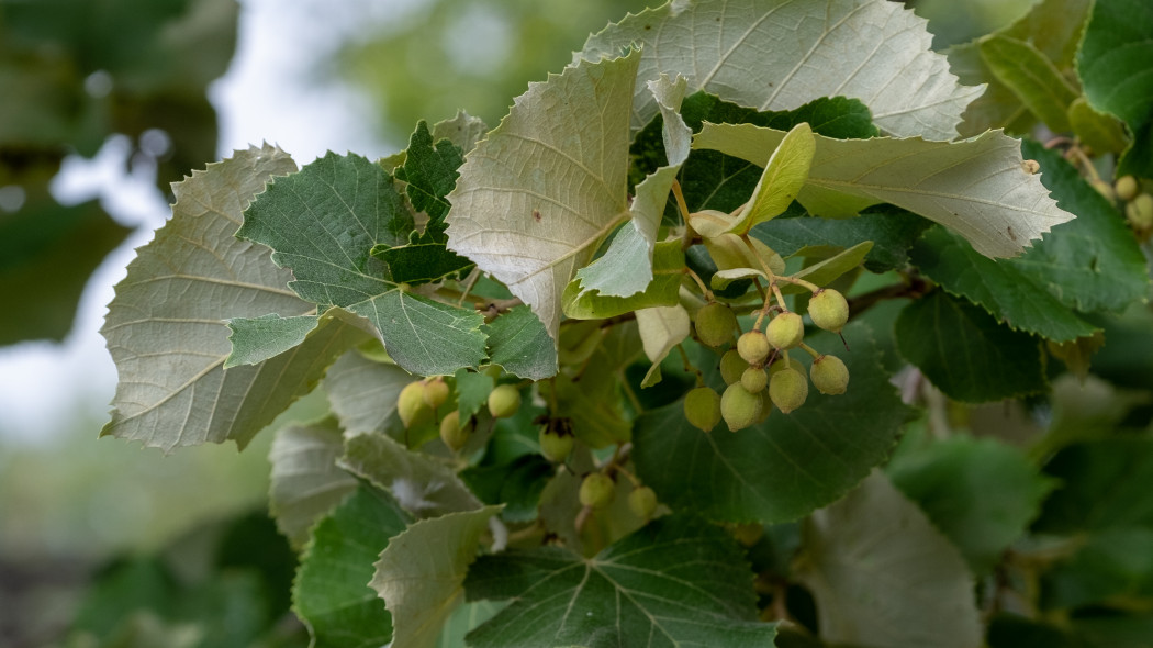 Lipa stebrzysta Tilia tomentosa