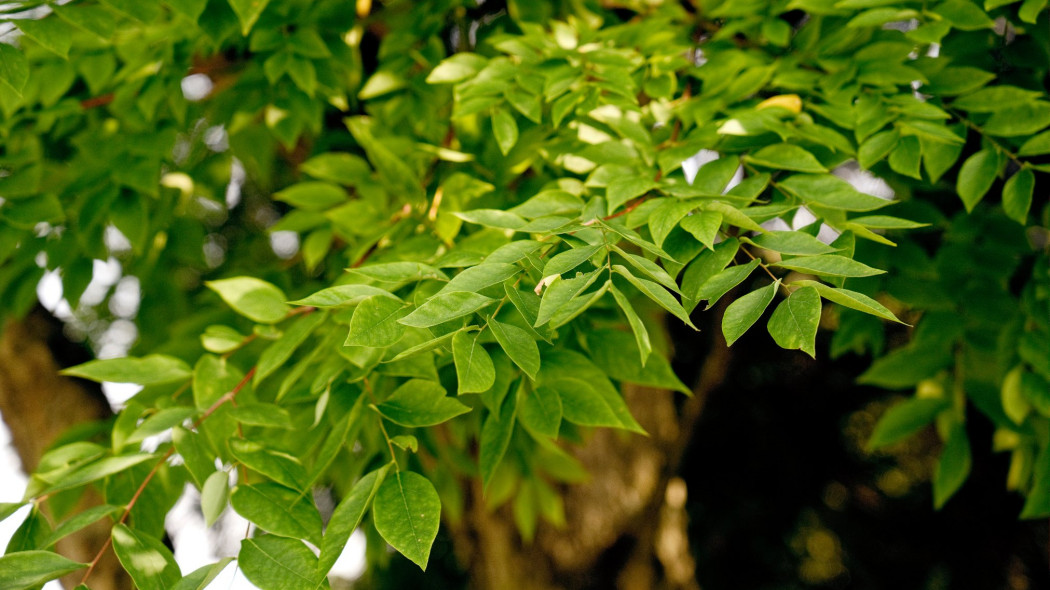 Palecznik chiński (łac. Decaisnea fargesii)