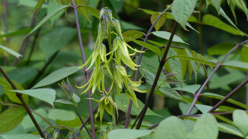 Palecznik chiński (łac. Decaisnea fargesii)