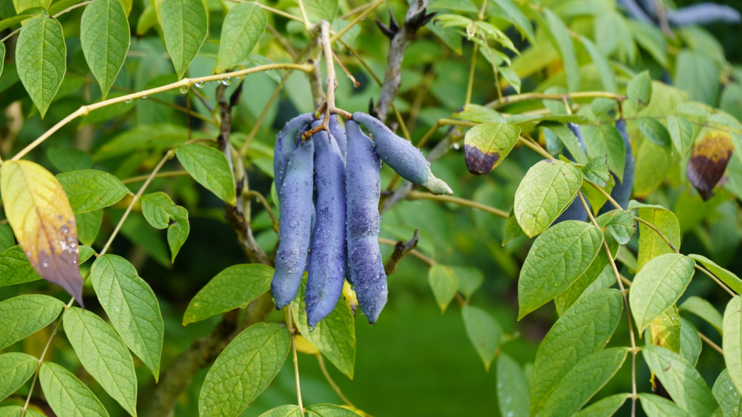 Palecznik chiński (łac. Decaisnea fargesii)