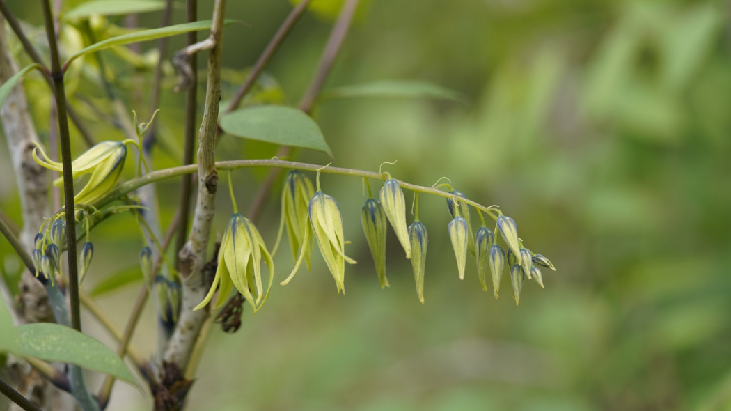 Palecznik chiński (łac. Decaisnea fargesii)