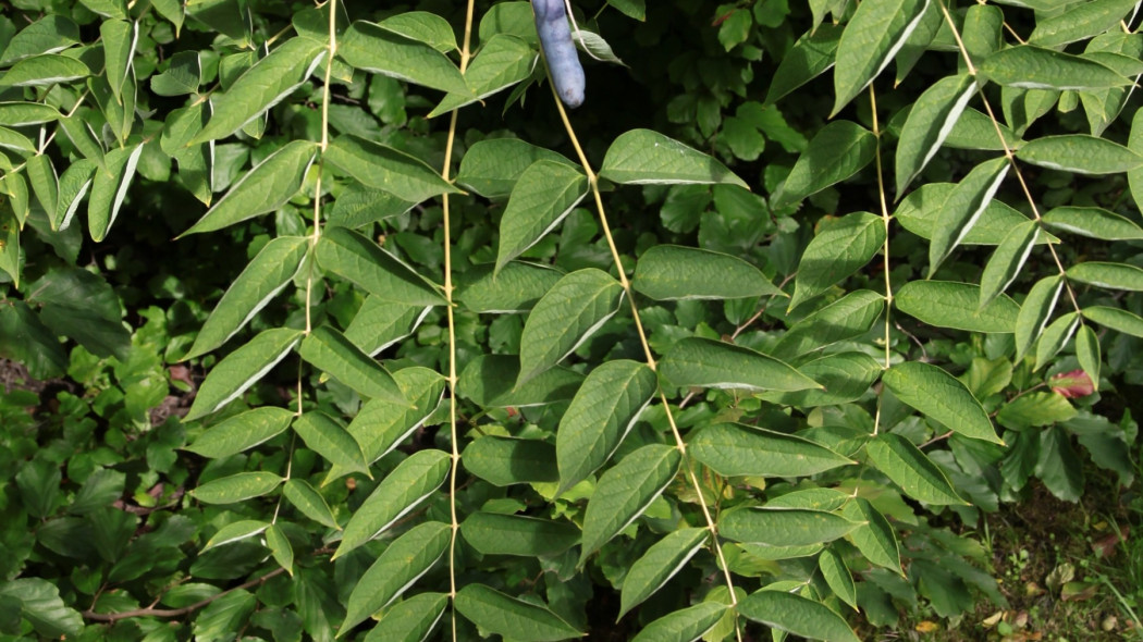 Palecznik chiński (łac. Decaisnea fargesii)