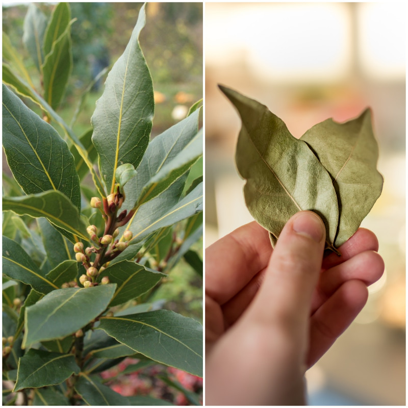 suszone i świeże liście laurowe oraz krzew wawrzyn szlachetny (Laurus nobilis)