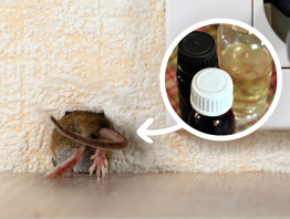 Myszy nie znoszą tego zapachu. Kupisz go w...