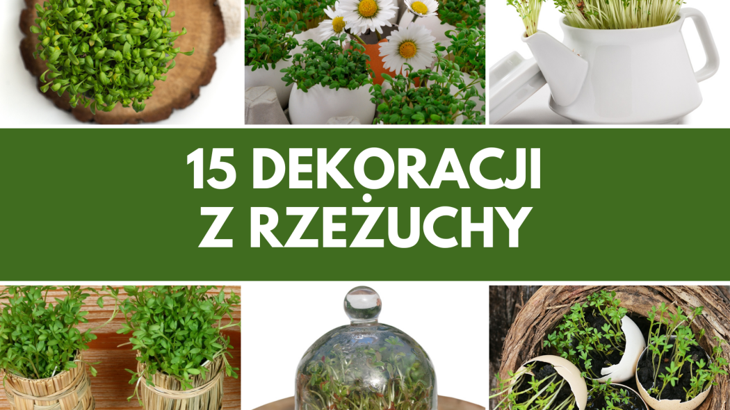 dekoracje z rzeżuchy na Wielkanoc