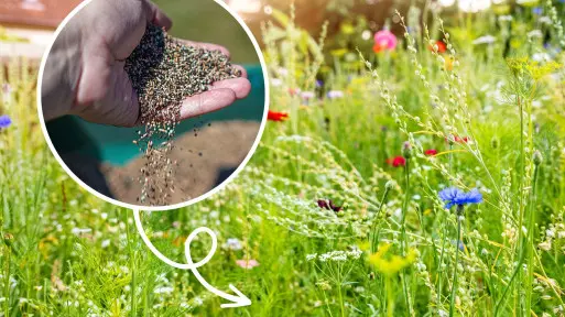 Dzika łąka w ogrodzie? Naturalnie. Wysiej te nasiona – stwórz kwiatowy raj dla siebie i zapylaczy