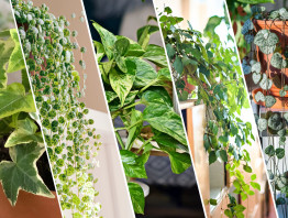 TOP 5 roślin do wiszących doniczek w domu....