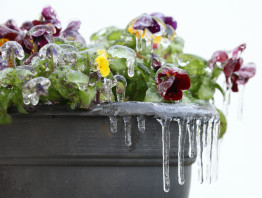 Posadziłaś już bratki i boisz się, że zmarzną?...