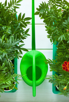 Ten kwiat posadź na wszystkich grządkach i rabatach. Jego zapach odstraszy nawet najgroźniejsze szkodniki