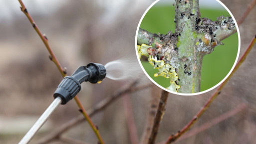 Pryskam tym drzewa owocowe przed sezonem. Mszyce nie mają szans, giną nawet ich jaja. To naturalny sposób sadowników