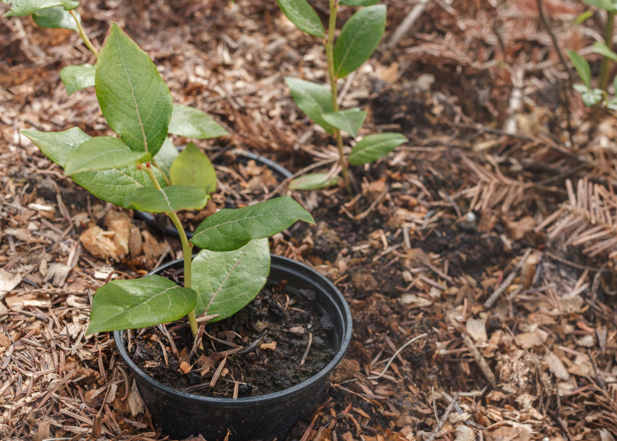 Kwaśny kompost to najlepsze podłoże i nawóz pod borówki, wrzosy i rododendrony