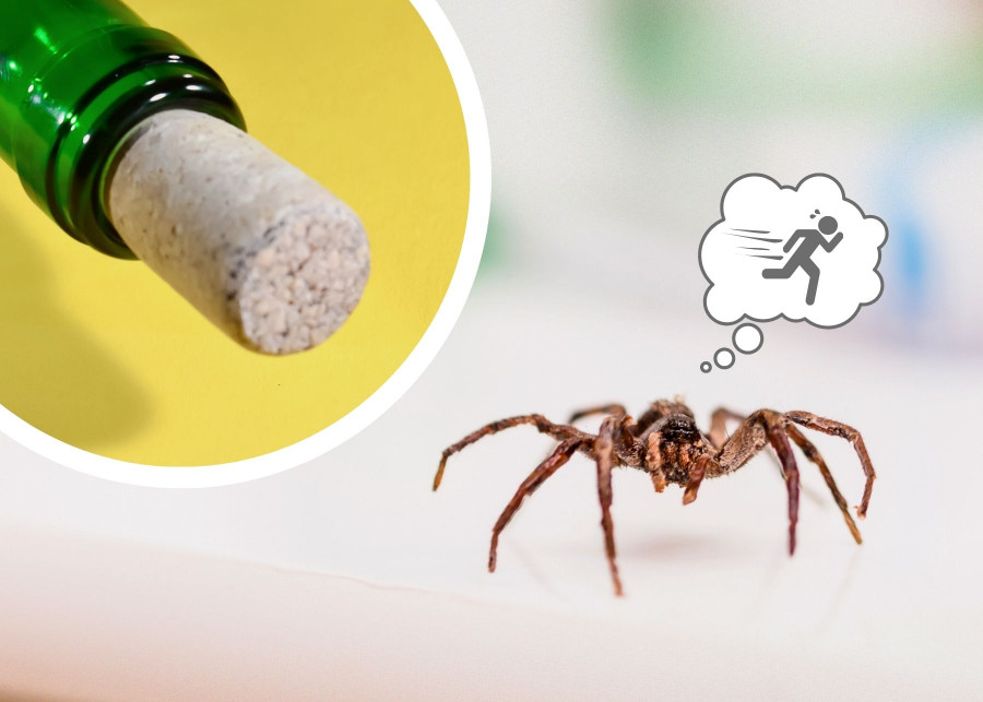 Czy korek po winie odstraszy pająki