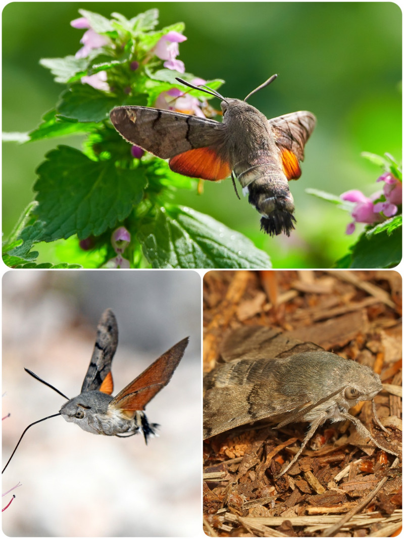 Fruczak gołąbek (łac. Macroglossum stellatarum