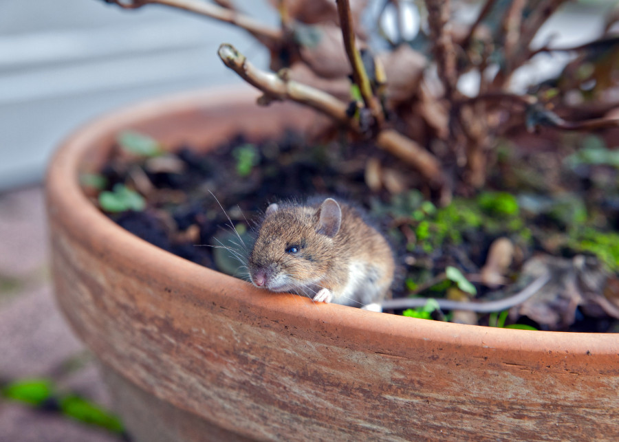 Te rośliny odstraszają myszy z domu