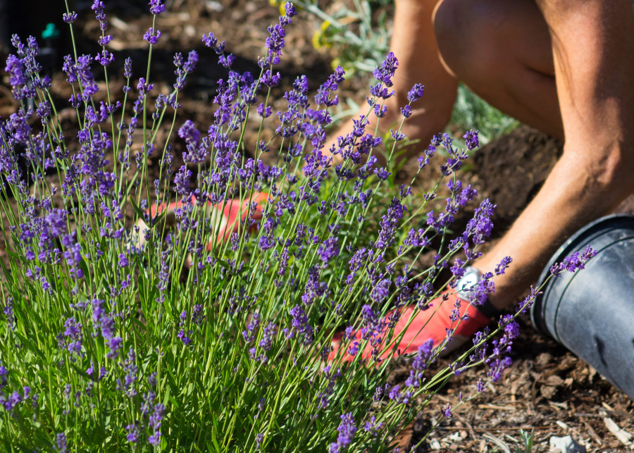 Jak przygotować i stosować ten naturalny polepszacz glebowy, aby cieszyć się bujnym i zdrowym kwitnieniem lawendy?