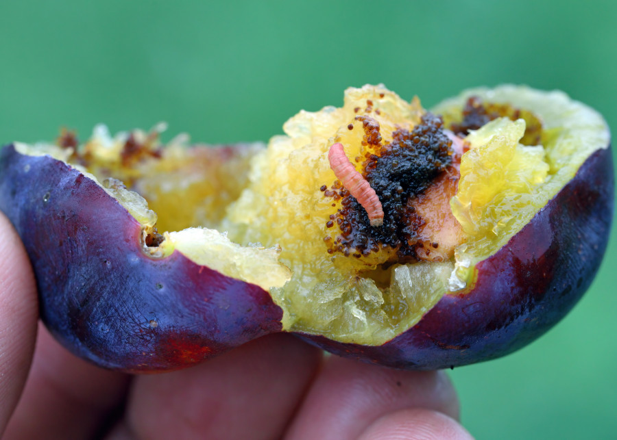 Owocówka śliwkóweczka to szkodnik powodujący robaczywienie owoców śliw