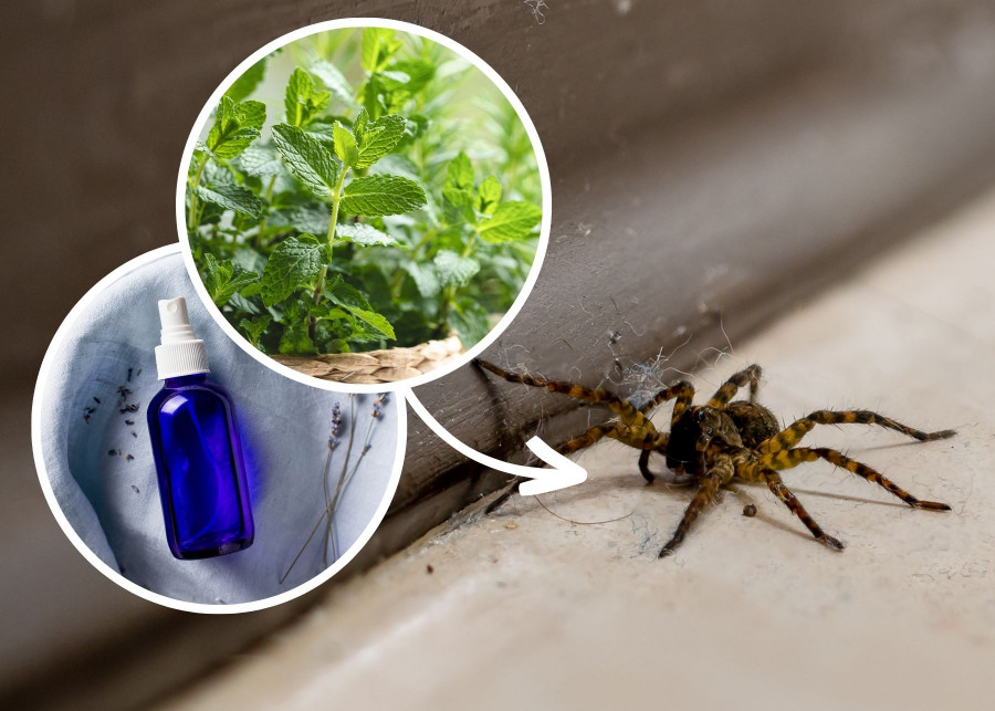 Oto zapachy, których pająki nienawidzą