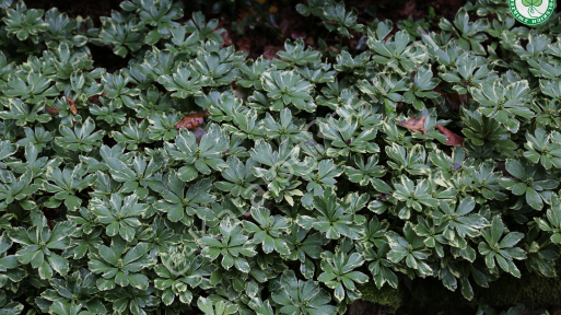 Runianka japońska ‘Variegata’