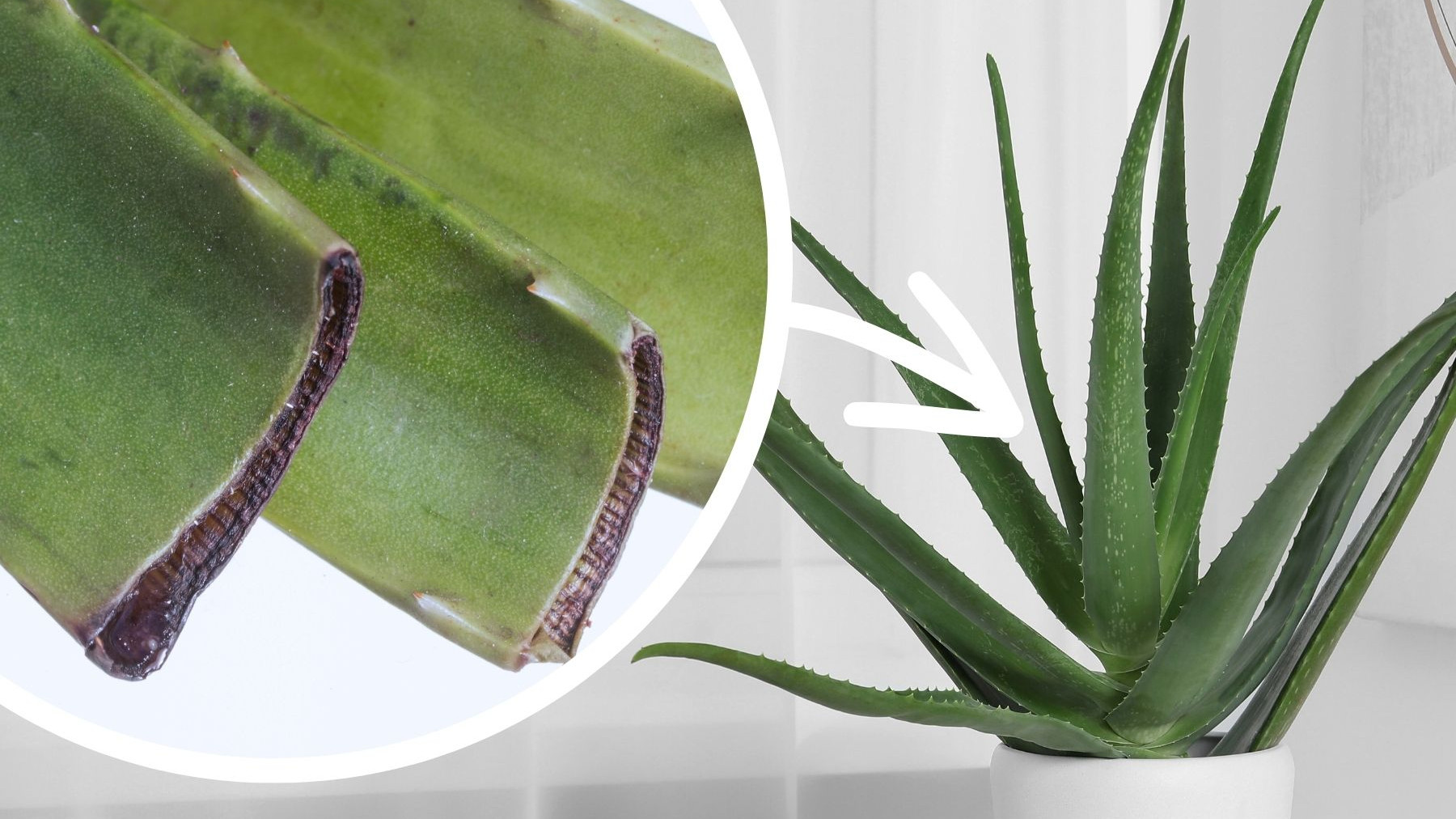 aloe vera gel parfümfrei All-Natural Aloe Vera Gel 8 oz - No Synthetic Carbomer or Acrylate - 100% Natural Aloe Vera Soothing Gel - After Sun Exposure Skin Care main image 0