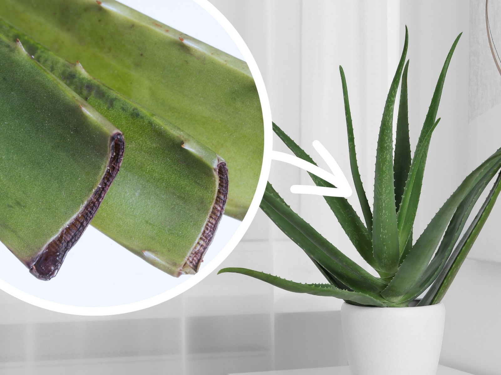 shampoo aloe ALOFAB Aloe Volumizing Shampoo main image 1