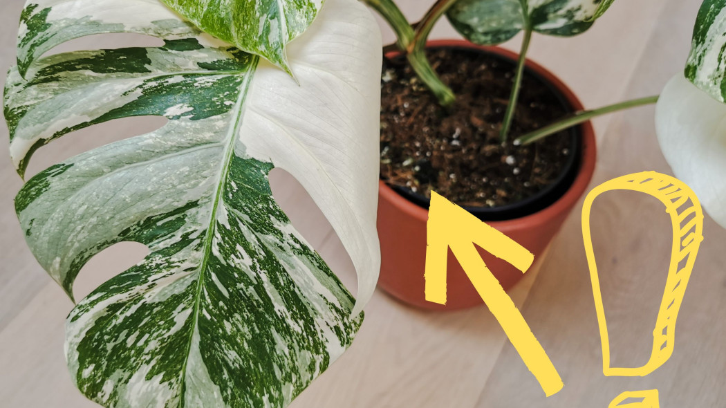 Monstera variegata biało-zielona w brązowej doniczce na podłodze