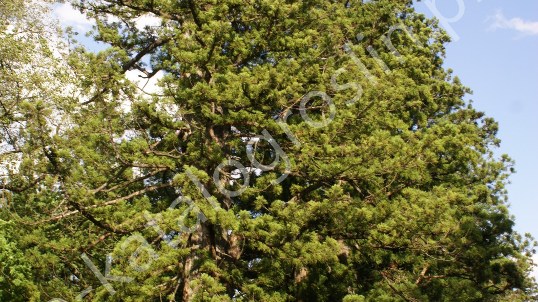 szydlica japońska Cryptomeria japonica duże iglaste drzewo w ogrodzie