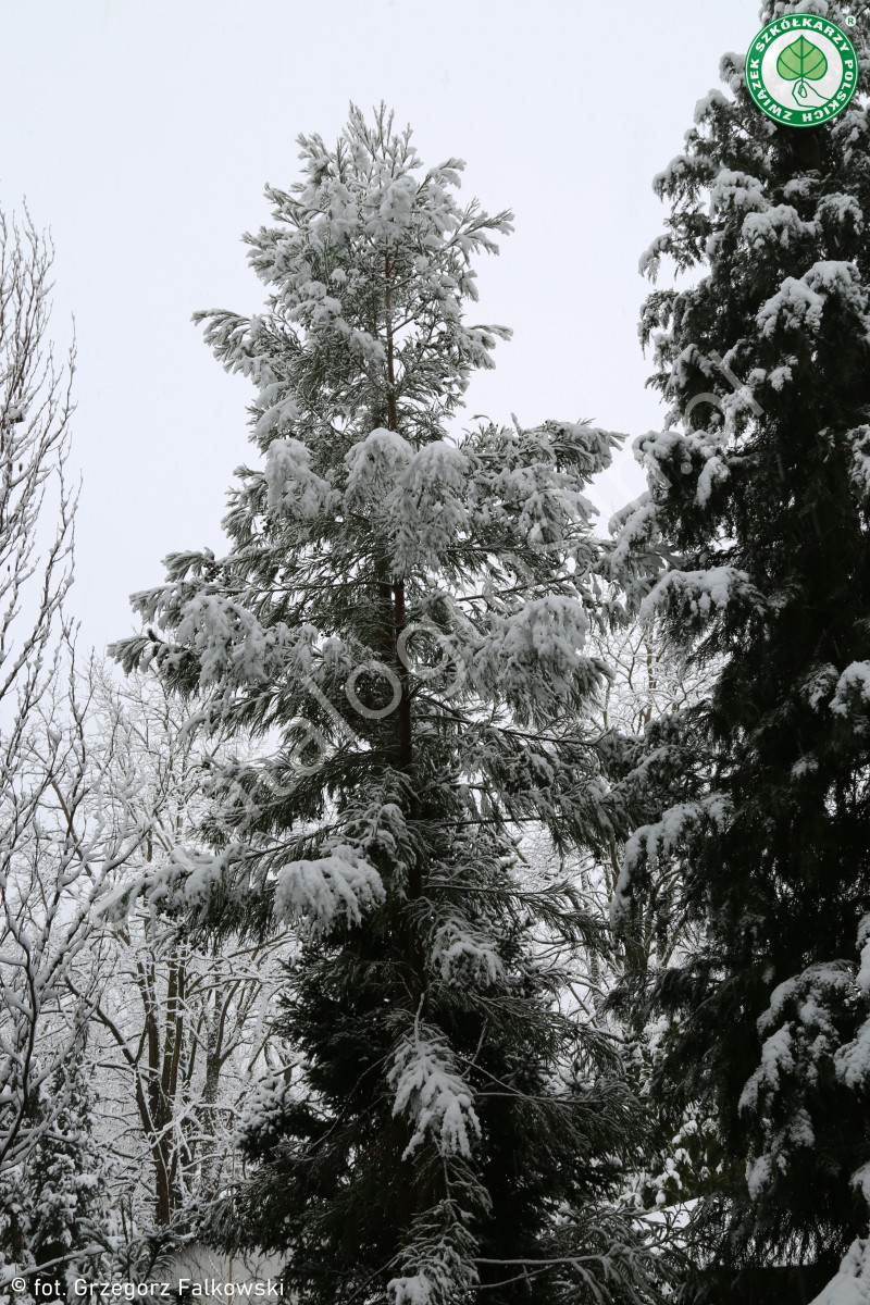 szydlica japońska Cryptomeria japonica duże iglaste drzewo w ogrodzie zimą pod śniegiem