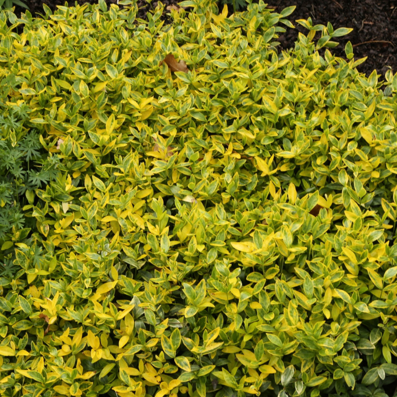 Barwinek pospolity Vinca minor Variegata