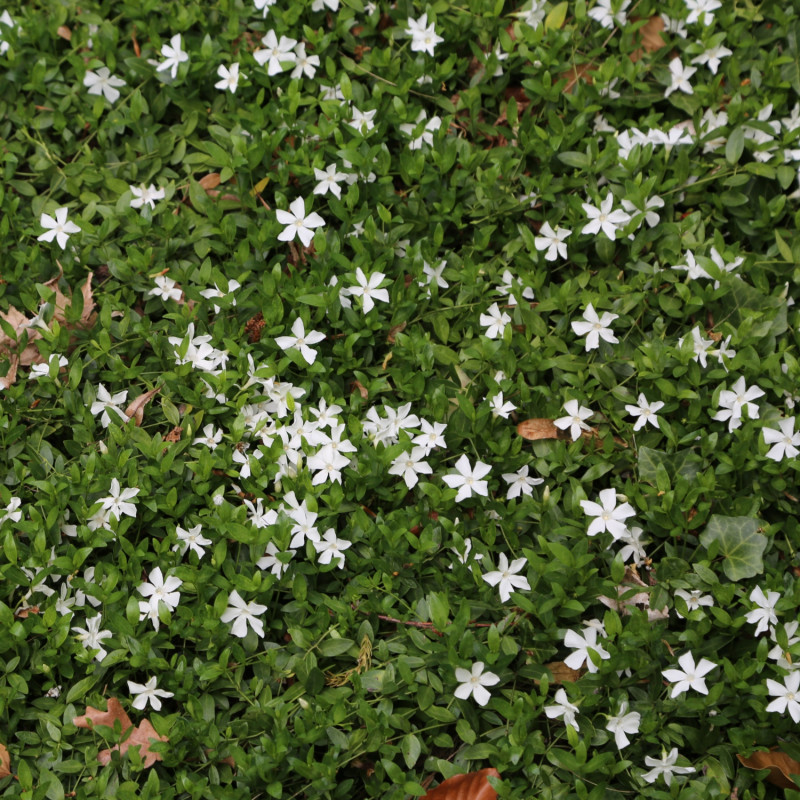 Barwinek pospolity Vinca minor Gertrude Jekyll