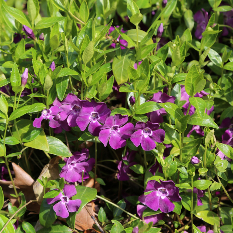 Barwinek pospolity Vinca minor Atropurpurea