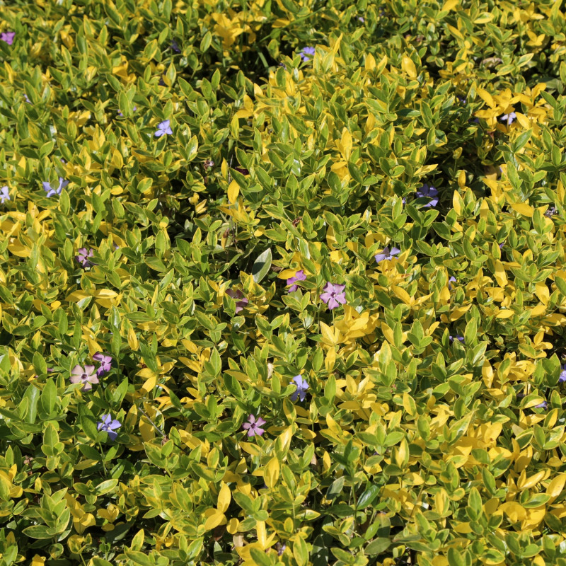 Barwinek pospolity Vinca minor Aureovariegata