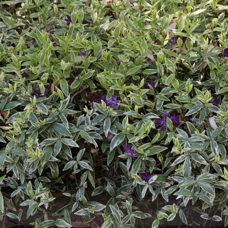 Barwinek pospolity Vinca minor Argenteovariegata