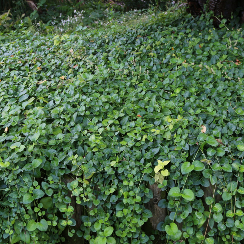 Barwinek większy Vinca major Maculata w ogrodzie pod drzewami