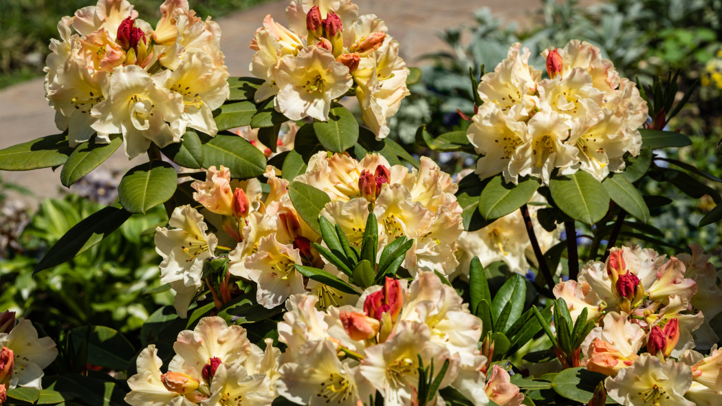 Rozanecznik jakuszimanski 'Golden Torch'