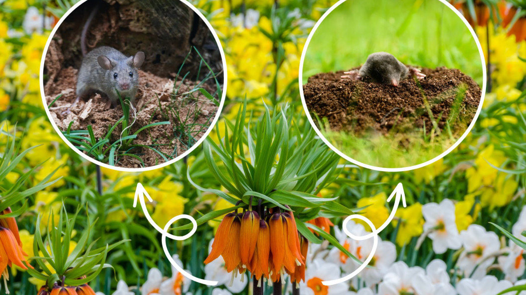 Jak pozbyć się gryzoni z ogrodu naturalnie? Posadź tę roślinę!