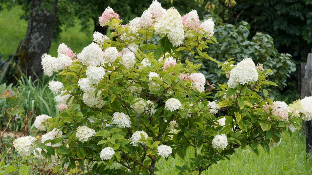 Hortensja bukietowa (Hydrangea paniculata)