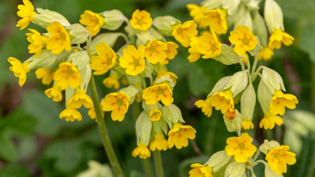 Pierwiosnek lekarski (Primula veris)